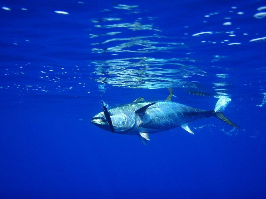 大間の本マグロを食べたい | マグロ漁師がカモメを釣る